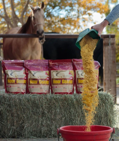 Hoof Guard Supplement By Horse Guard - 10 Lb 6 Hoof Guard Supplement By Horse Guard - 10 Lb - Image 4