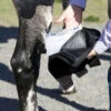 Ice Horse Hock Wraps With Inserts - PAIR -Horse Care Supply Store ice horse hock wraps with inserts pair 58 43021 06190.1582574420