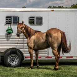 Kong Equine Hanging Kit Horse Toy 11 Kong Equine Hanging Kit Horse Toy -Horse Care Supply Store kong hanging standard green trailer kong equine 94340.1638045208
