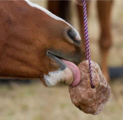 Redmond Rock On A Rope Salt Block -Horse Care Supply Store redmond rock rope horse redmond 99566.1670951641