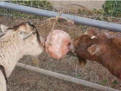 Himalayan Rock Salt On Rope 11 Himalayan Rock Salt On Rope -Horse Care Supply Store saltandgoats 94051 82454.1527299805