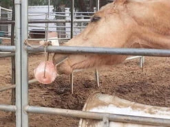 Himalayan Rock Salt On Rope 9 Himalayan Rock Salt On Rope -Horse Care Supply Store saltandhorse 72544 03815.1527299804