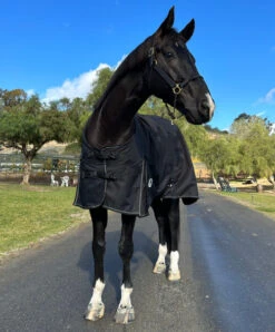 Terminator II Euro Cut Ultralight Blanket 80g -Horse Care Supply Store terminator euro 80g black front1 barry kensington 11454.1670367424